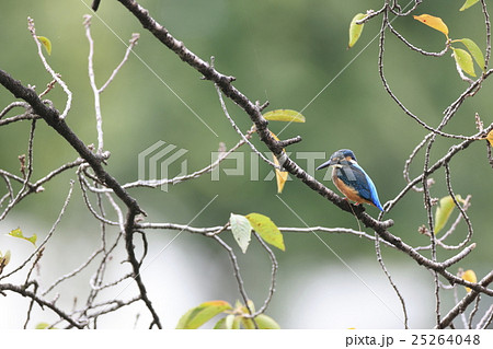 桜の木にとまるカワセミ 桜の木にとまるカワセミ 25264048