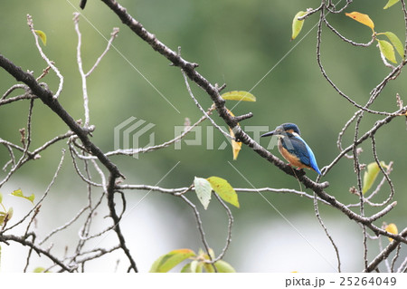 桜の木にとまるカワセミ 25264049