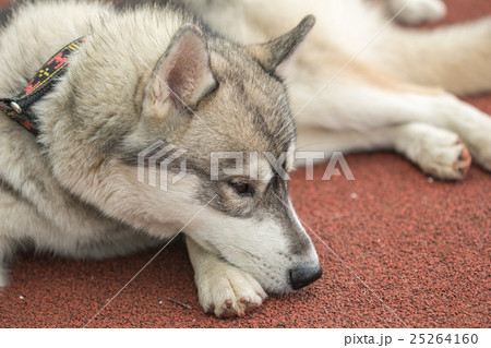 Grey Husky dog lying on a treadmill orange Grey Husky dog lying on a treadmill orange 25264160