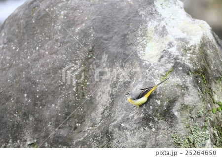 キセキレイ 25264650