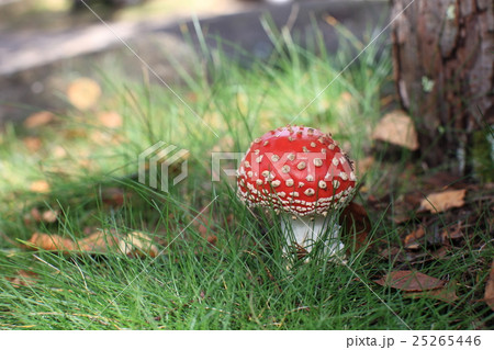 ベニテングタケ 25265446