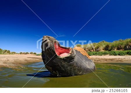 Elephant seal with open muzzle. Big sea animal. 25266105