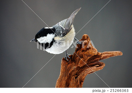 Coal Tit, Parus ater, cute blue and songbird 25266363