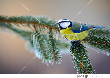 Blue Tit, cute blue and yellow songbird in winter 25266366