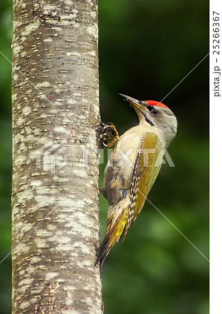 Grey-headed Woodpecker sitting on the tree trunk 25266367
