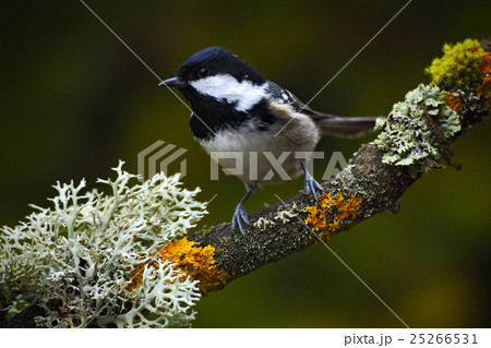 Coal Tit, songbird sitting on beautiful branch 25266531