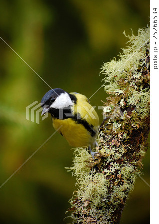 small black and yellow songbird