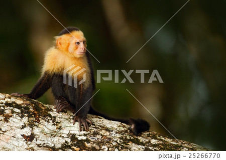 Black monkey sitting on the tree branch in tropic 25266770