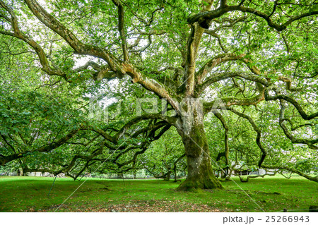 a large oak centenary in a park a large oak centenary in a park 25266943