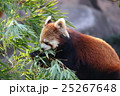 レッサーパンダ 25267648