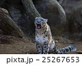 シロヒョウ 25267653