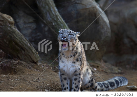 シロヒョウ シロヒョウ 25267653