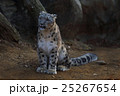 シロヒョウ 25267654