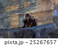 オランウータン 25267657