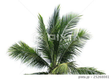 Coconut green leaf isolated on white background. Coconut green leaf isolated on white background. 25268081