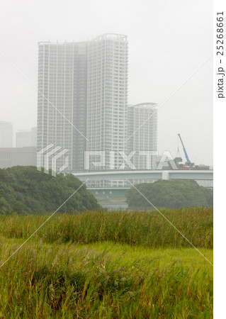 雨の豊洲 雨の豊洲 25268661