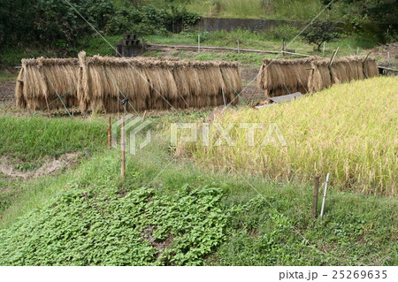 稲刈り０７ 25269635