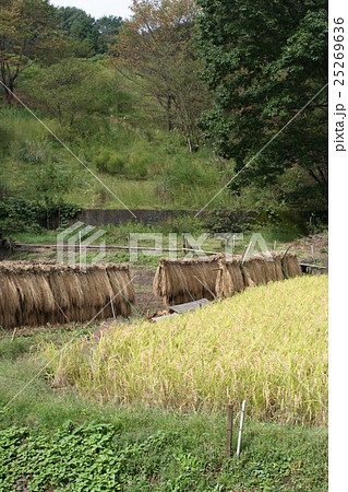 稲刈り０８ 25269636