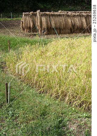 稲刈り１０ 25269638