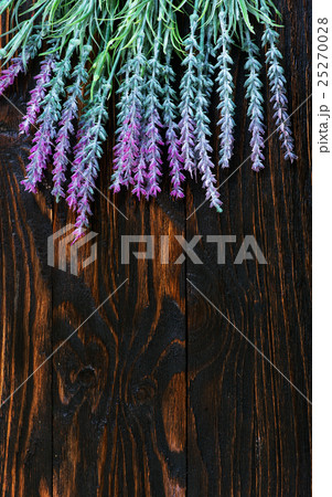 lavender lavender 25270028