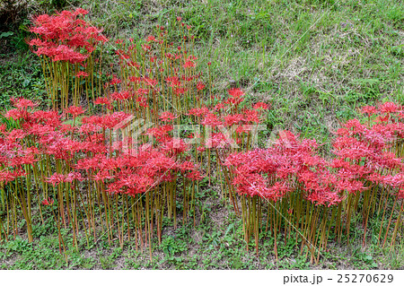 曼珠沙華・彼岸花(マンジュシャゲ・ヒガンバナ)の密生の資料 曼珠沙華・彼岸花(マンジュシャゲ・ヒガンバナ)の密生の資料 25270629