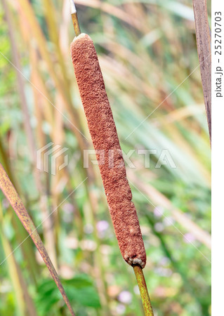 姫蒲（ヒメガマ）の穂の資料 25270703