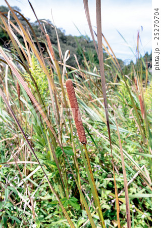 姫蒲(ヒメガマ)の穂の資料 姫蒲(ヒメガマ)の穂の資料 25270704