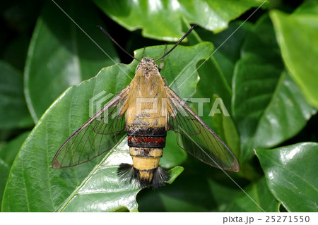 オオスカシバ 25271550