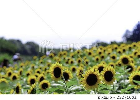 満開のひまわり 満開のひまわり 25271603