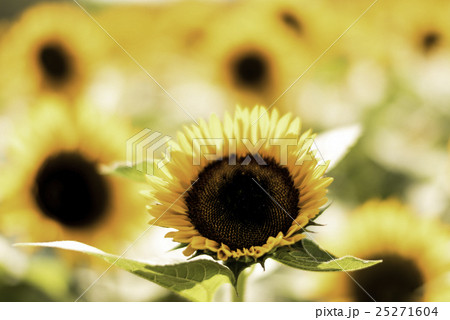 満開の向日葵 満開の向日葵 25271604