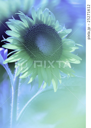 一輪の向日葵 一輪の向日葵 25271612