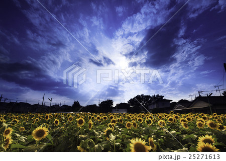 夏空に咲くヒマワリ畑 25271613