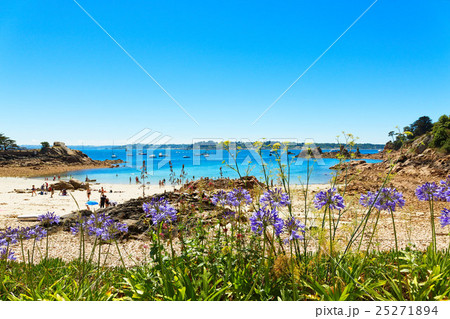 ブレア島のビーチとアガパンサス 25271894