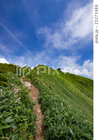 笹に覆われた伊予富士付近の登山道 25271989