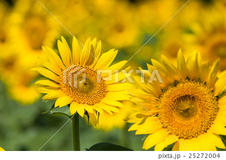 ひまわり畑（向日葵畑） 25272004