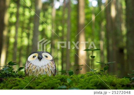 フクロウ/森の番人 フクロウ/森の番人 25272048