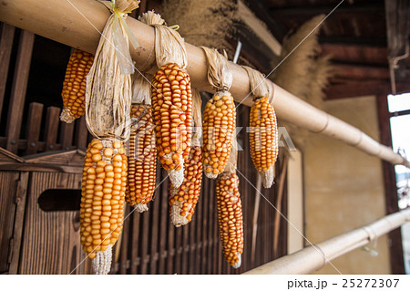 とうもろこし干し(トウモロコシ干し) とうもろこし干し(トウモロコシ干し) 25272307