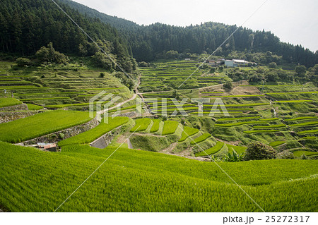 泉谷の棚田 愛媛県内子町泉谷 の写真素材