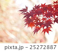 赤いモミジ 25272887