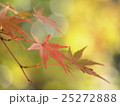 光の中のモミジ 25272888