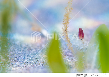 海に咲く花 ウミヒルモの写真素材