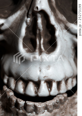 Close-up photo of the human skull Close-up photo of the human skull 25273199