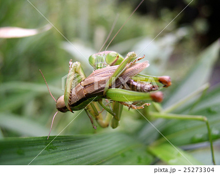 カマキリ　捕食 25273304