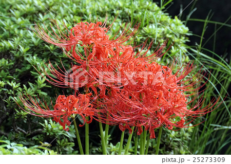 ヒガンバナ　 25273309