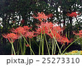 ヒガンバナ 25273310