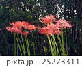 ヒガンバナ　 25273311