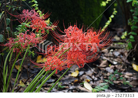 ヒガンバナ 25273313