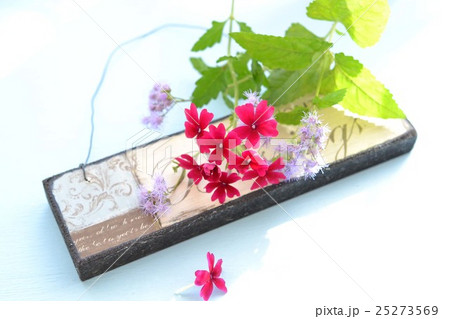 赤いバーベナと青色フジバカマ 25273569