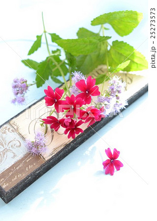 赤いバーベナと青色フジバカマ 赤いバーベナと青色フジバカマ 25273573