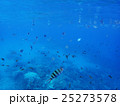 南国の海とロクセンスズメダイ 25273578